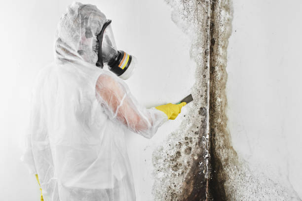 Best Commercial Mold Remediation in Prieton, NC