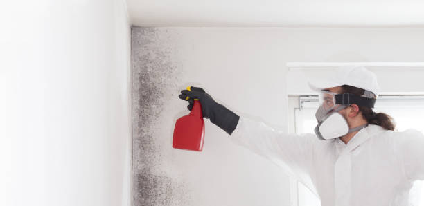 Best Black Mold Remediation in Prieton, NC