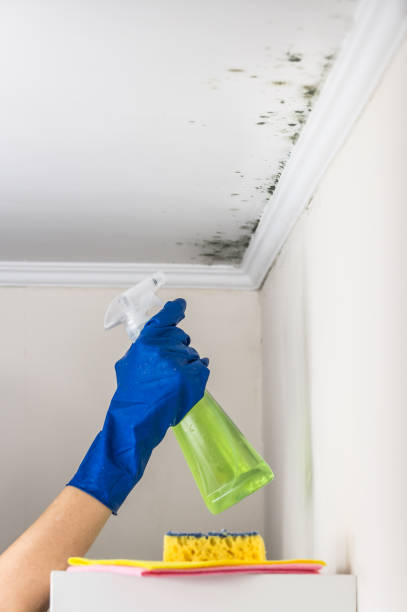 Best DIY Mold Remediation Support Services in Prieton, NC